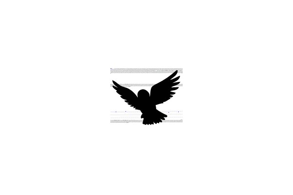 Silhouette of a Bird in Flight