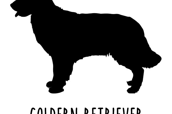 GOLDERN RETRIEVER