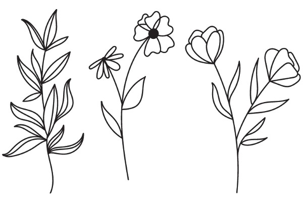 Line Drawing of Flowering Plants