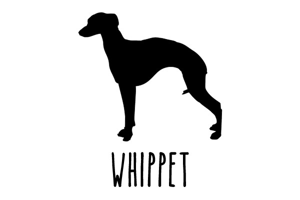 Whippet