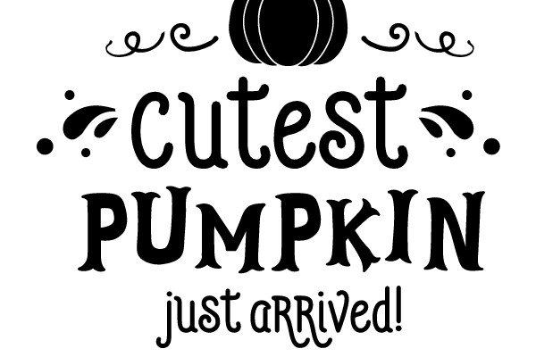 Cutest Pumpkin Just Arrived!