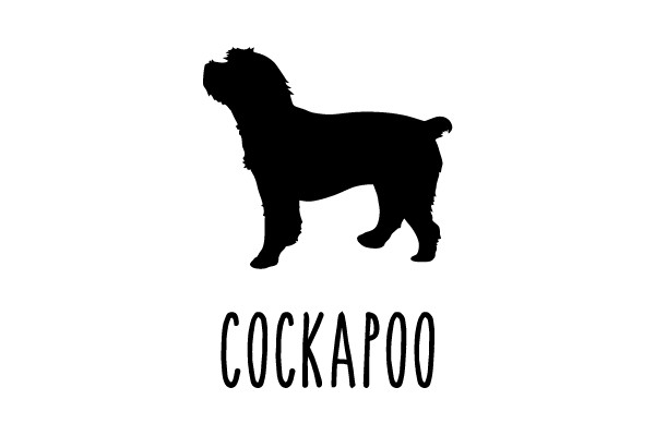 Cockapoo