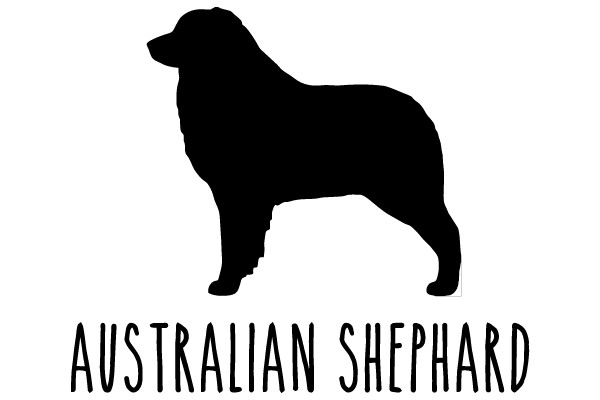 Australian Shepherd