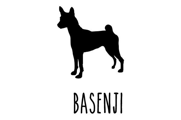 Basenji