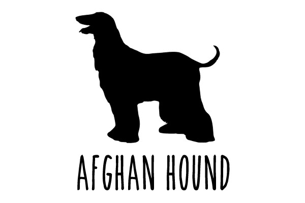 Afghan Hound