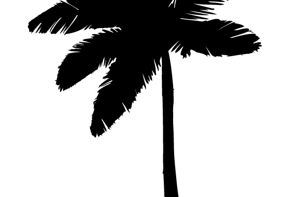 Silhouette of a Palm Tree