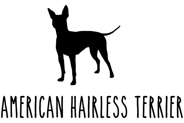 American Hairless Terrier