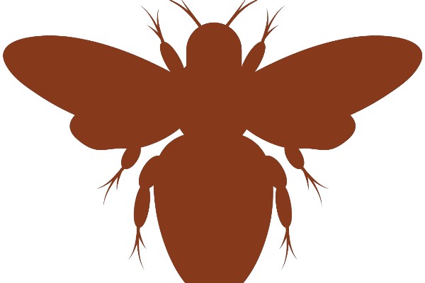 A Brown Butterfly Silhouette