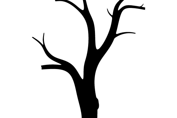 Silhouette of a Leafless Tree
