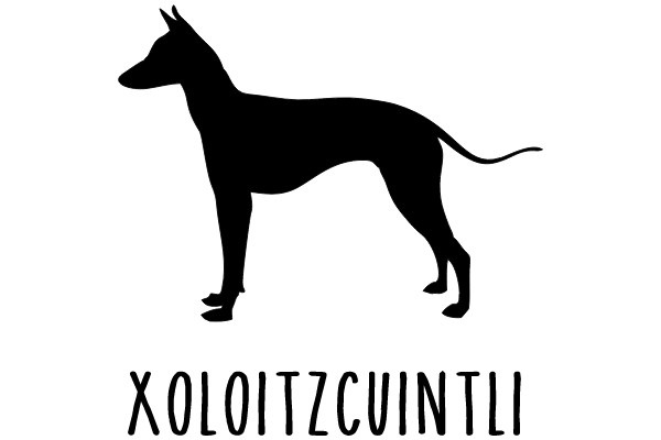 Xoloitzcuintli