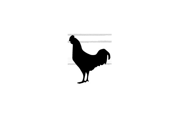 Silhouette of a Rooster