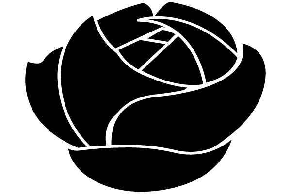 Black Rose with White Lines