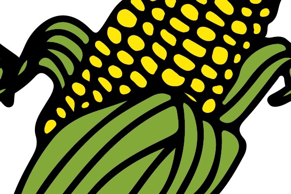 Nature's Treasure: The Vibrant Yellow Corn on the Cob