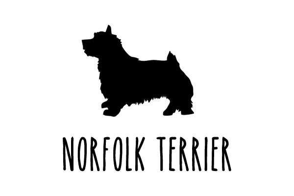 Norfolk Terrier