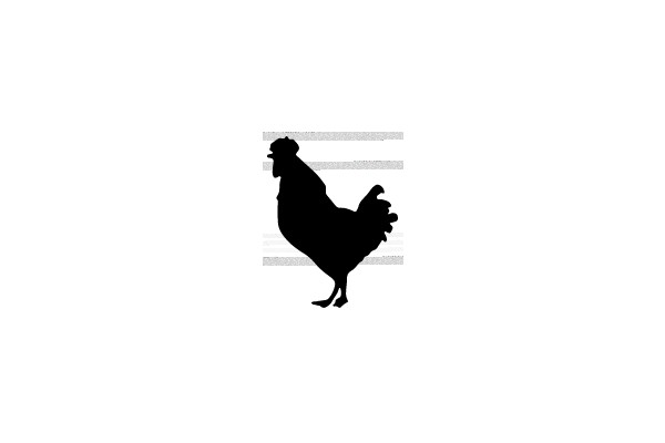 Silhouette of a Rooster