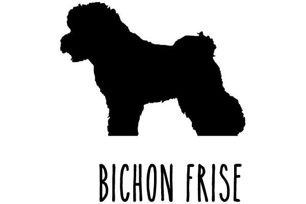 Bichon Frise