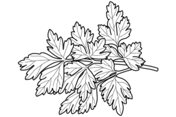 Stylized Line Drawing of a Bundle of Maple Leaves