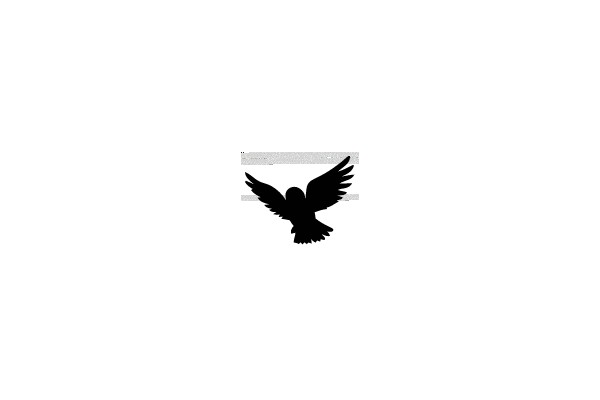 Silhouette of a Flying Bird