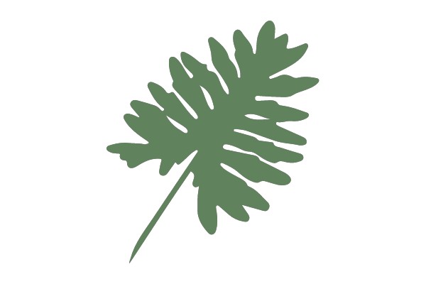 Silhouette of a Monstera Leaf