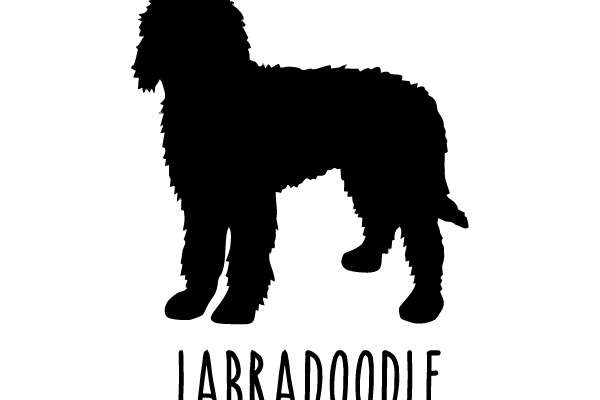 Labradoodle