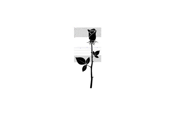 Monochromatic Rose: A Study in Contrast