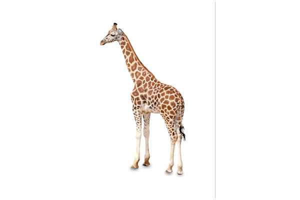 Graceful Giraffe: The Art of Nature's Longest Neck