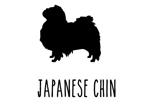 Japanese Chin