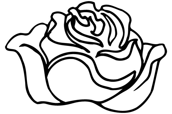 An Outline Drawing of a Rose