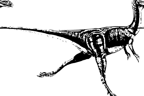 Triassic Terror: The Mesmerizing Skeleton of a Predatory Dinosaur