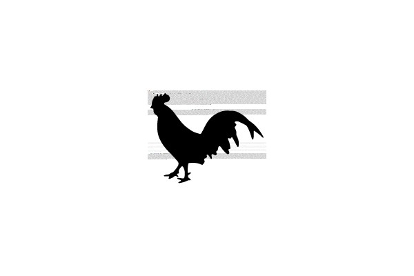 Silhouette of a Rooster