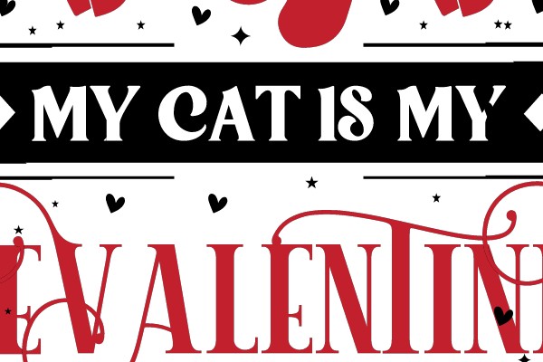 Celebrating the Love of My Cat on Valentine's Day