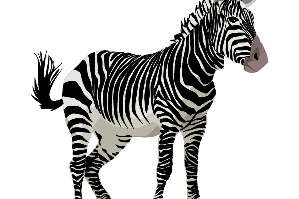 Zebra in Profile: Stripes and Spots