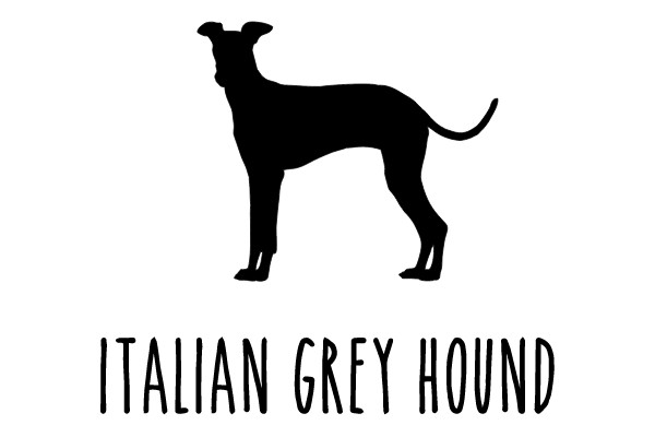 Italian Greyhound