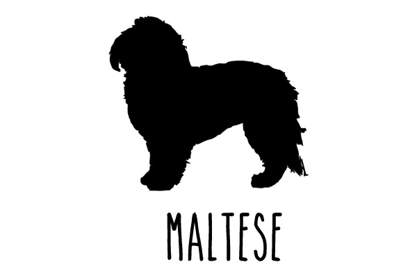 Maltese