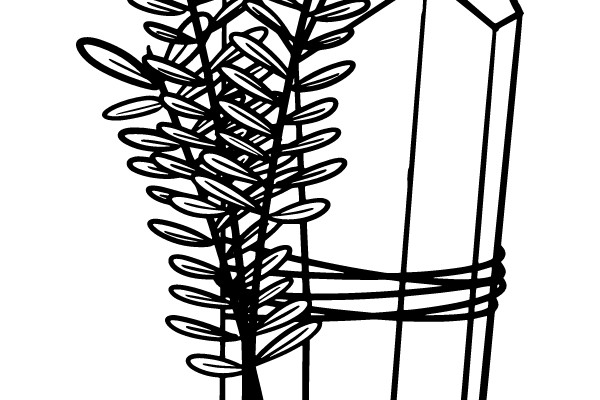 Crystal with Plant