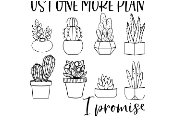 A Collection of Cactus Plants and Pots, Promising a Touch of Nature to Any Space