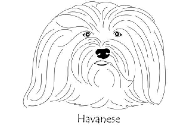 Havanese: A Breed of Beauty and Loyalty