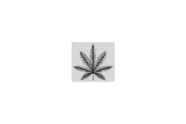 Marijuana Leaf