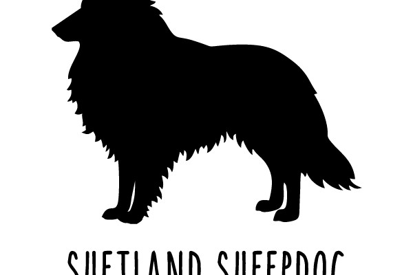Shetland Sheepdog