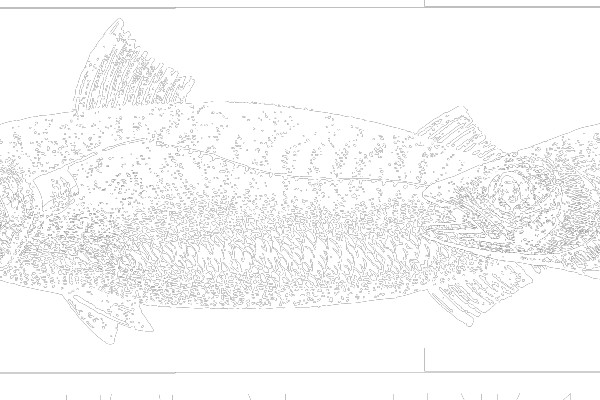 Carp Does Not Mean Fish of the Day