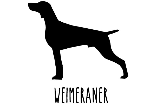 Weimaraner