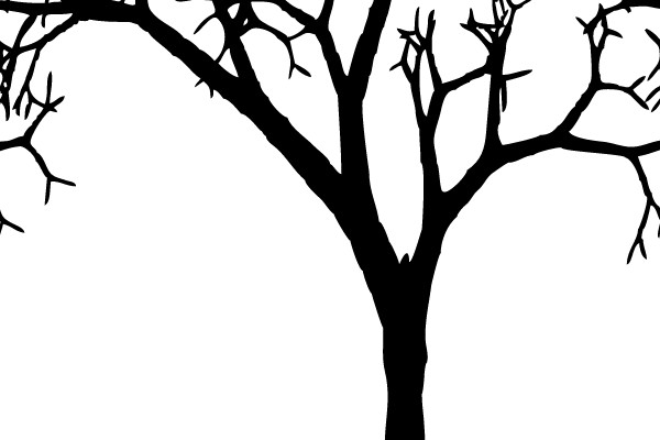 Silhouette of a Bare Tree