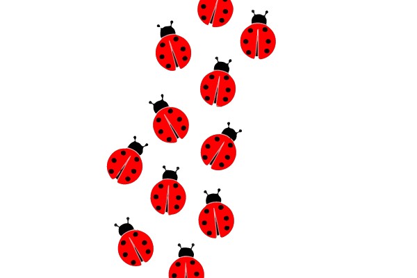 Ladybugs in Formation