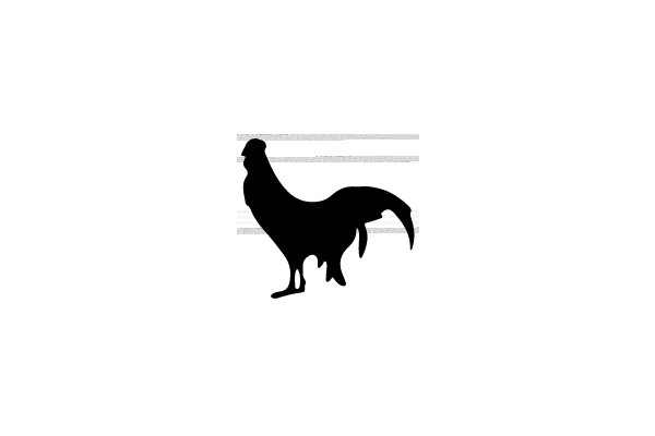 Silhouette of a Rooster