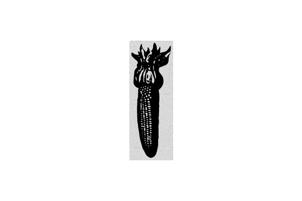 Silhouette of a Corn on the Cob with a Crown-like Top.